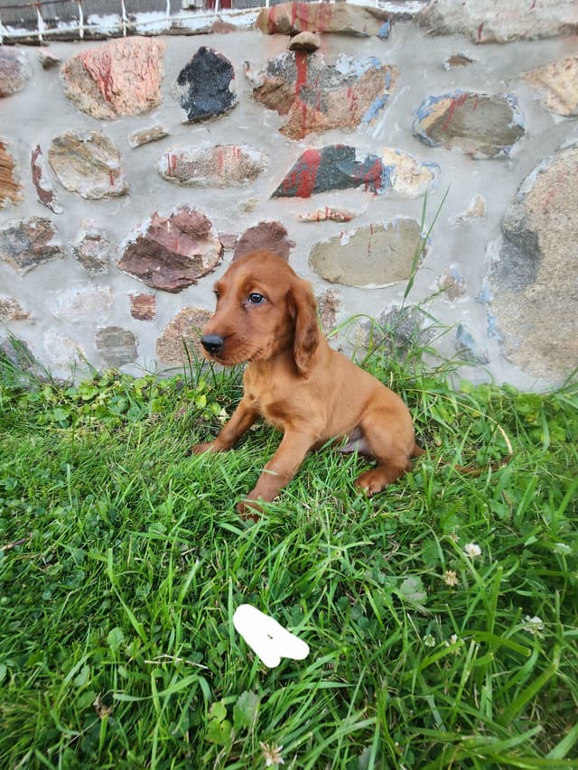 Irish Setter Puppies media 2