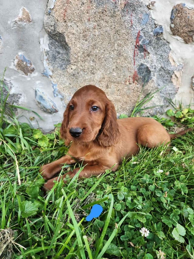 Irish Setter Puppies media 3