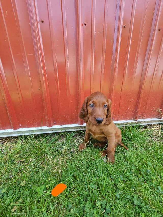 Irish Setter Puppies media 4