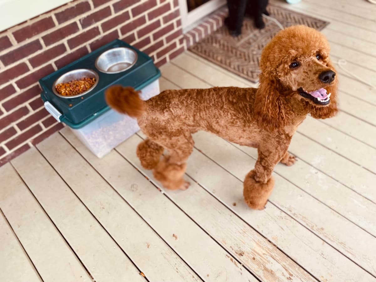 Poodle Puppies breeder image 1