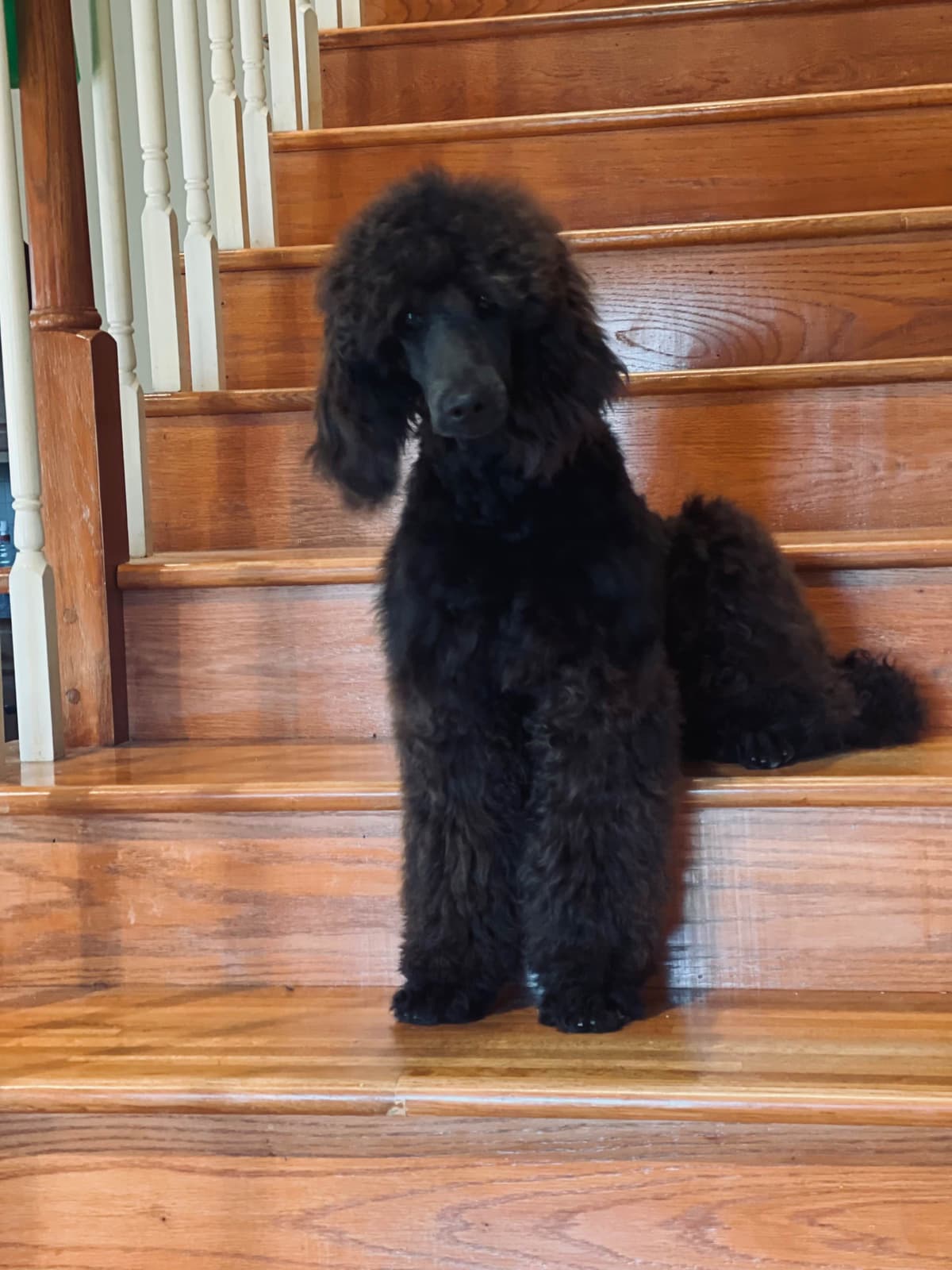 Poodle Puppies breeder image 2
