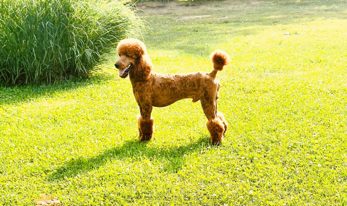 Poodle Puppies breeder image 3
