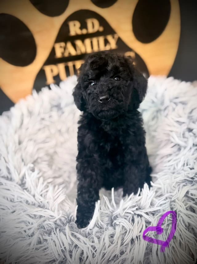 Poodle Puppies media 2