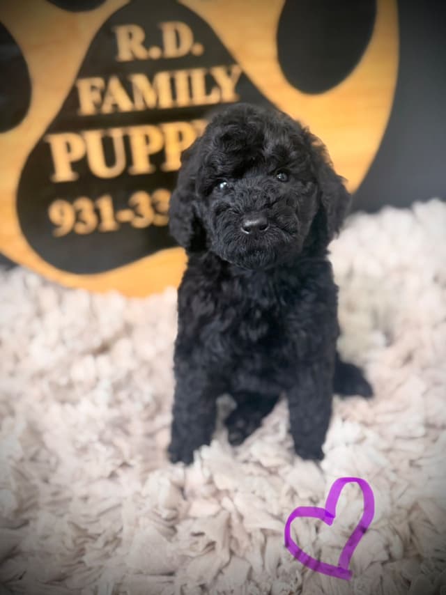 Poodle Puppies media 4