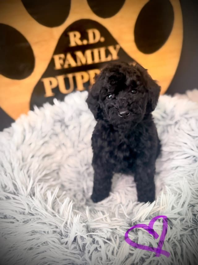 Poodle Puppies media 3