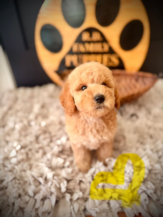 Poodle Puppies media 7