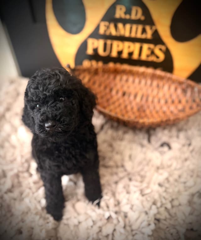 Poodle Puppies media 8