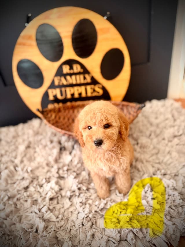 Poodle Puppies media 9