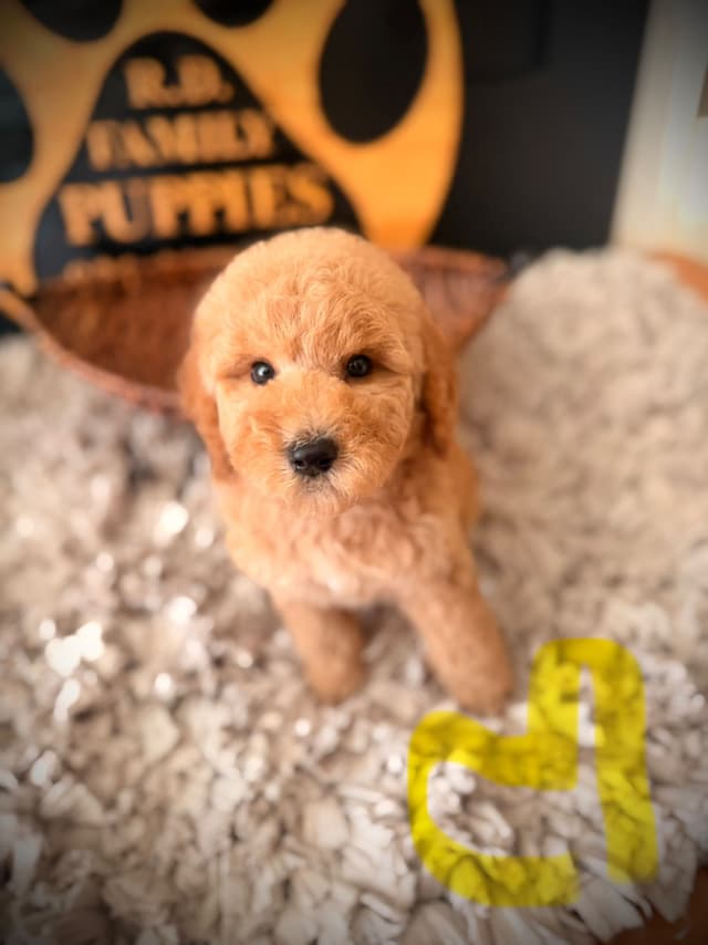Poodle Puppies media 10