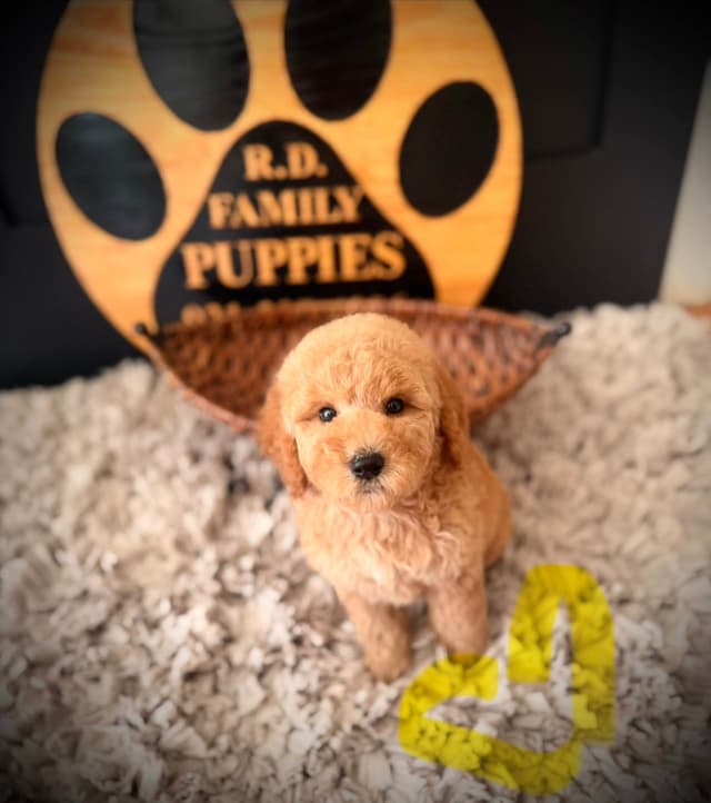 Poodle Puppies media 12