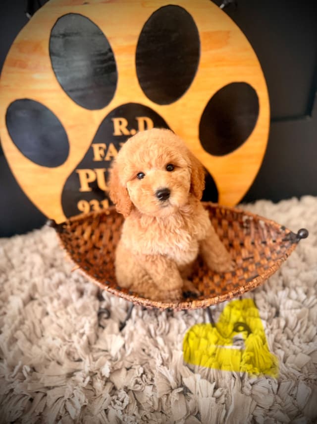 Poodle Puppies media 11