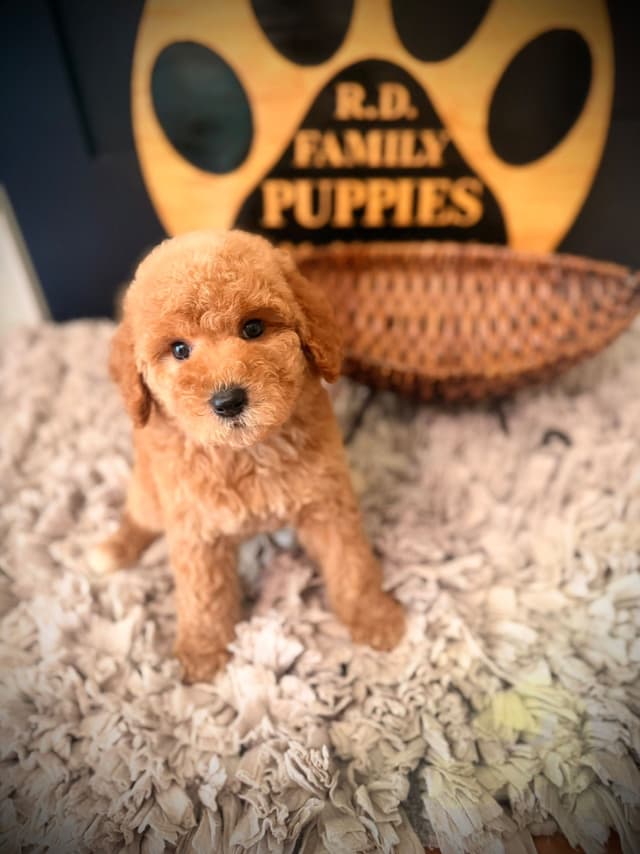 Poodle Puppies media 13