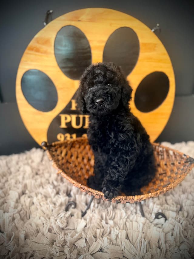 Poodle Puppies media 15