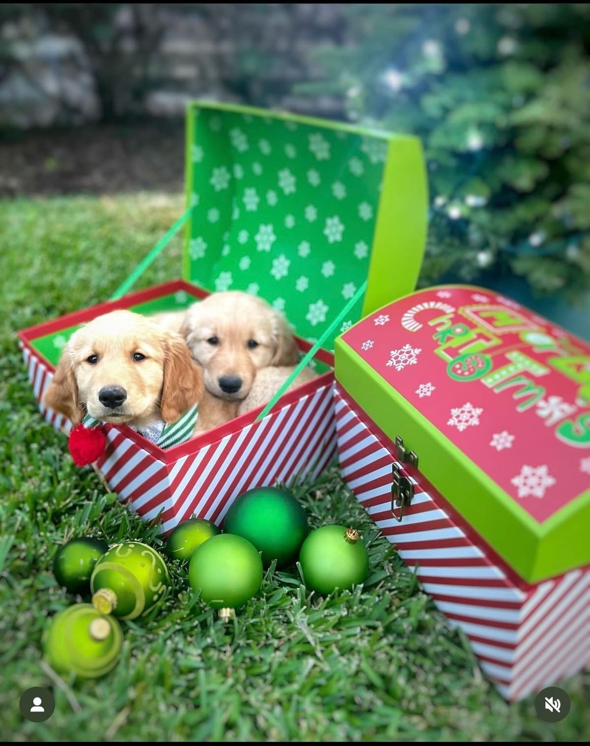 Golden Retriever Puppies breeder image 1
