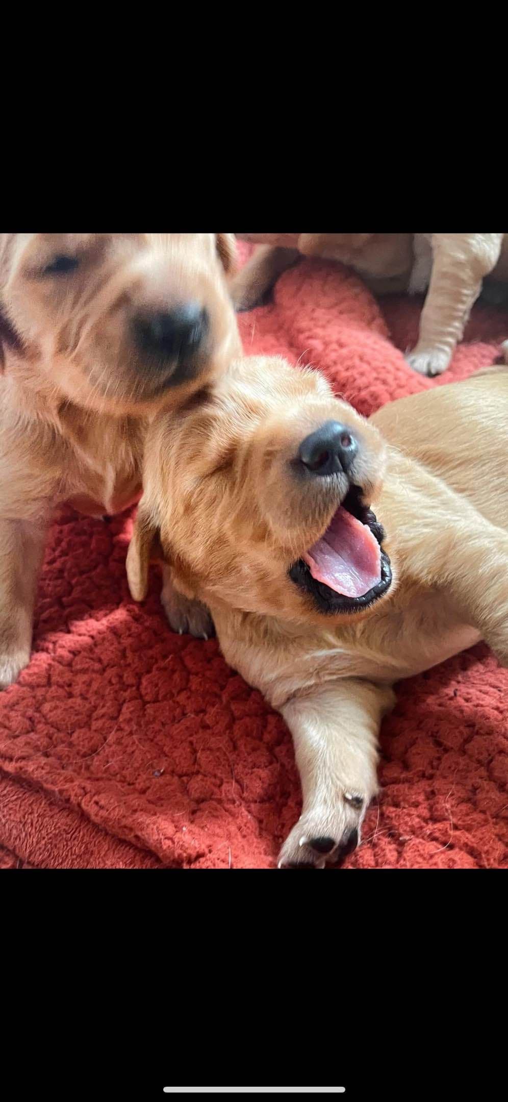 Golden Retriever Puppies breeder image 2