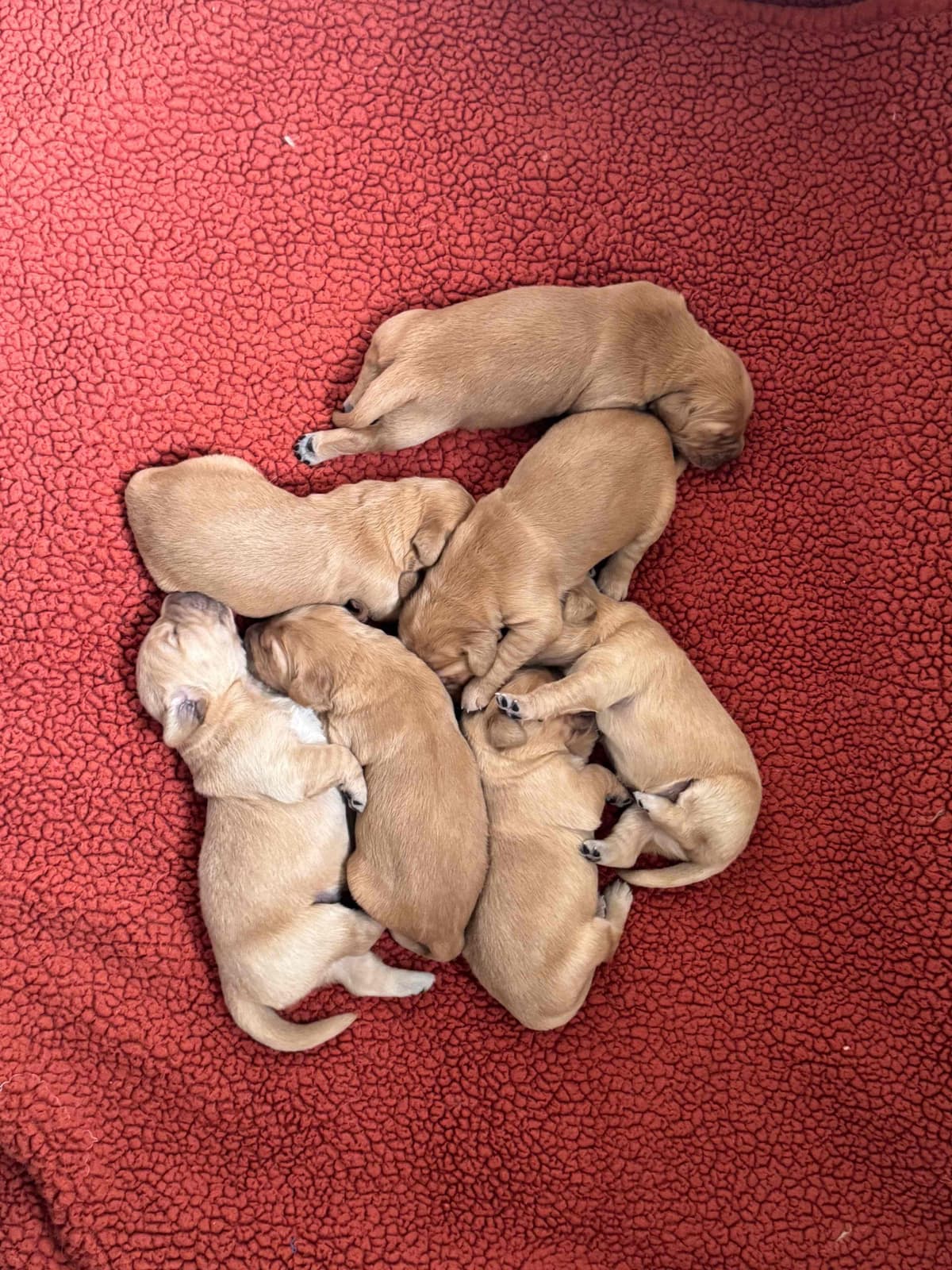 Golden Retriever Puppies breeder image 5
