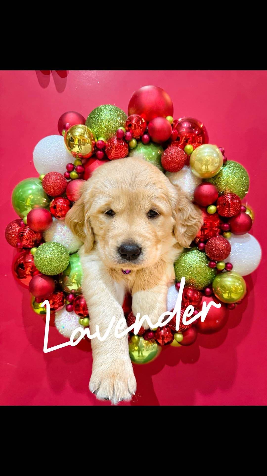 Golden Retriever Puppies breeder image 6