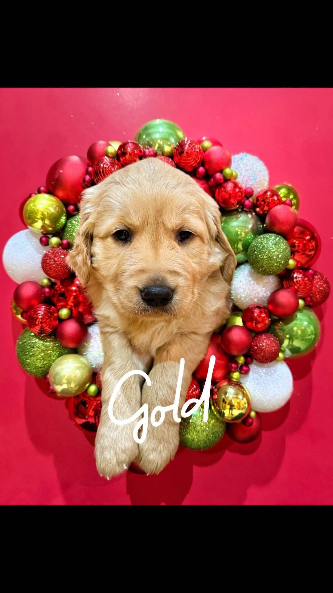 Golden Retriever Puppies breeder image 8
