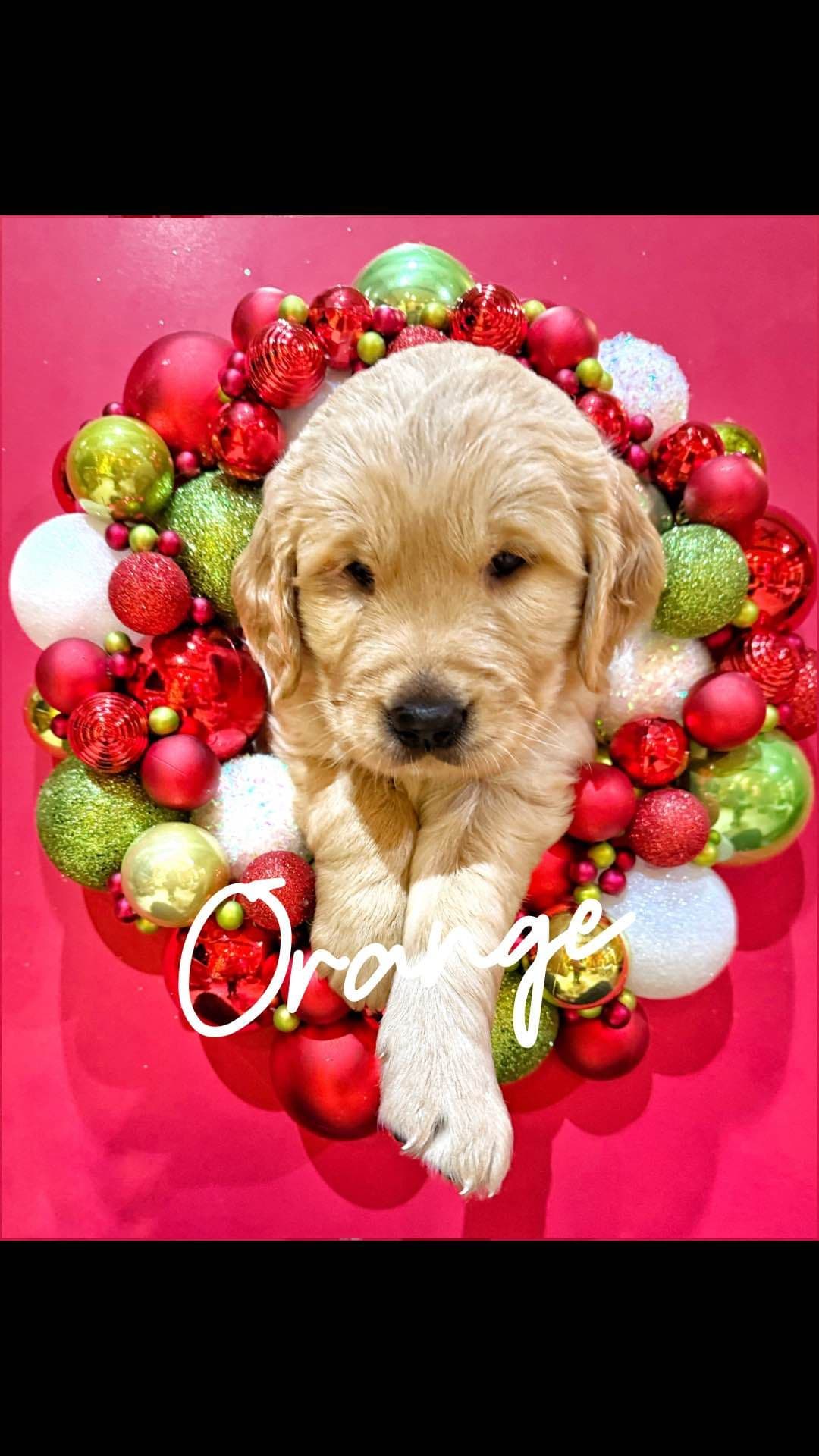 Golden Retriever Puppies breeder image 9
