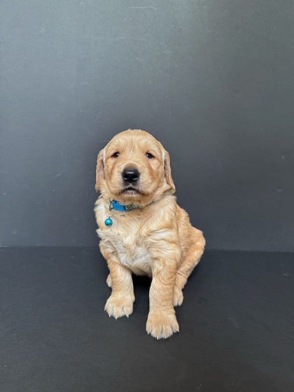 Golden Retriever Puppies breeder image 11