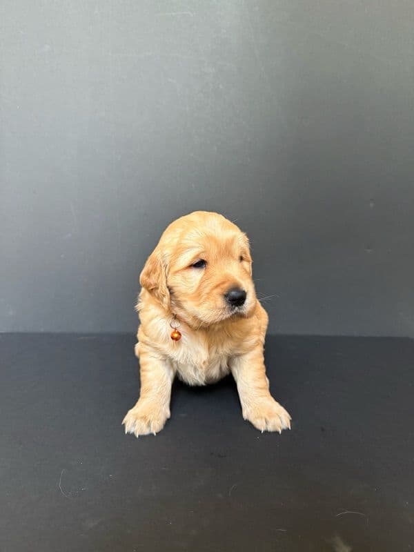 Golden Retriever Puppies breeder image 10
