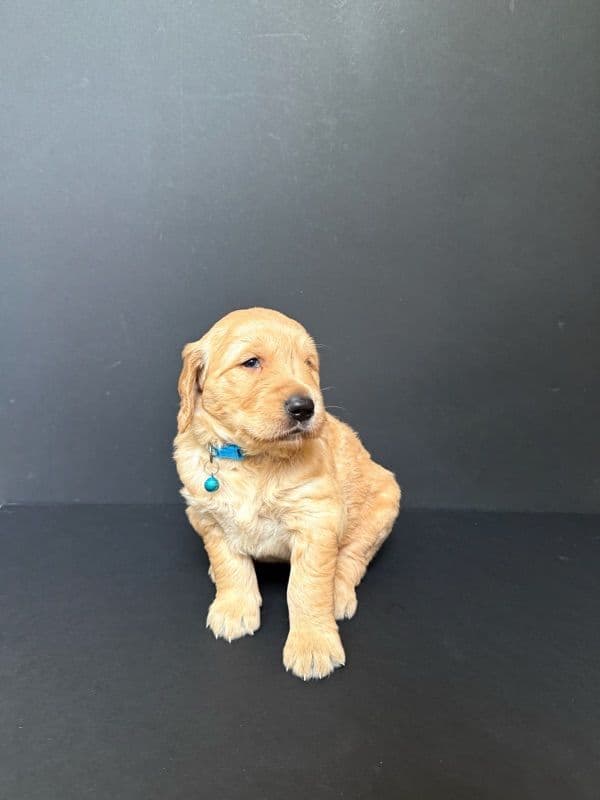 Golden Retriever Puppies breeder image 12