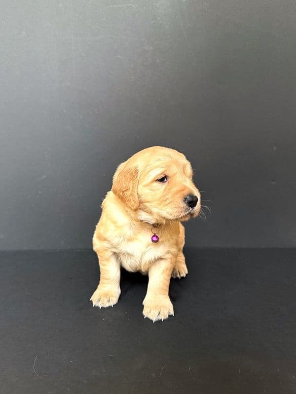 Golden Retriever Puppies breeder image 14