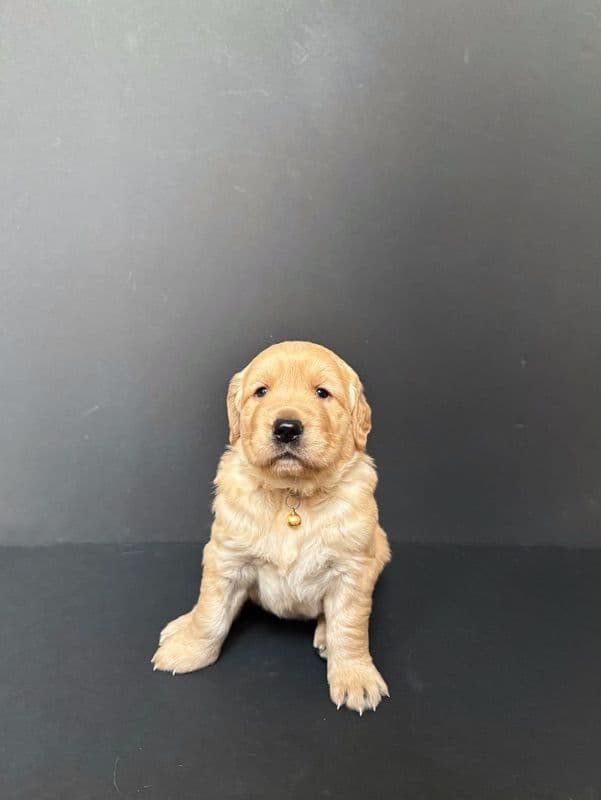 Golden Retriever Puppies breeder image 15