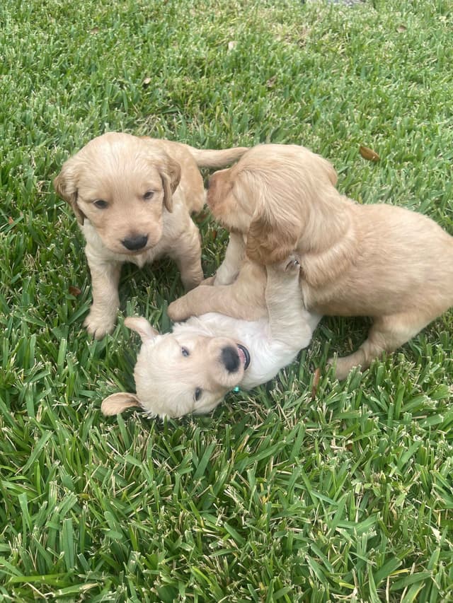 Golden Retriever Puppies media 2
