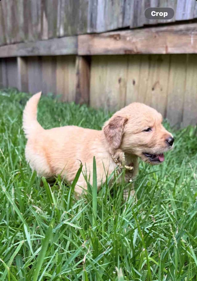 Golden Retriever Puppies media 4