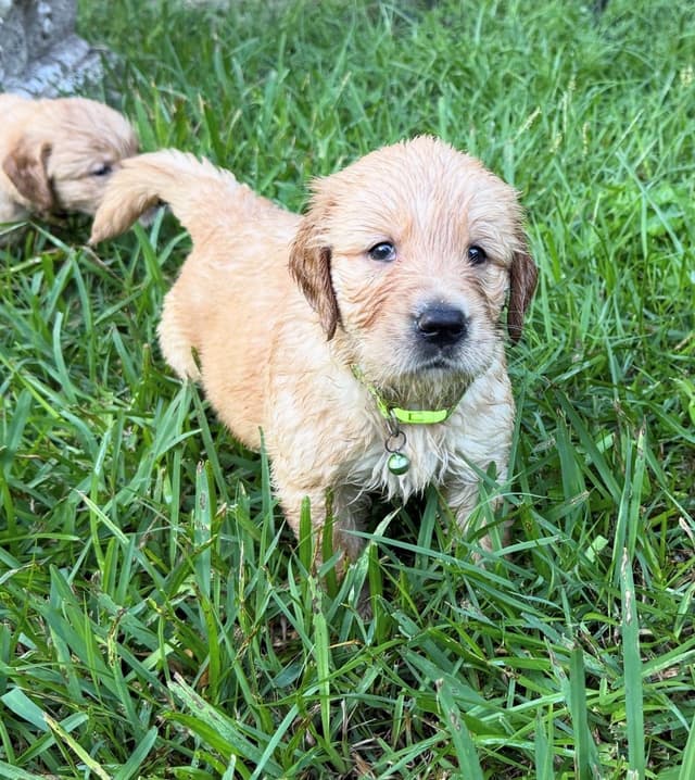 Golden Retriever Puppies media 3