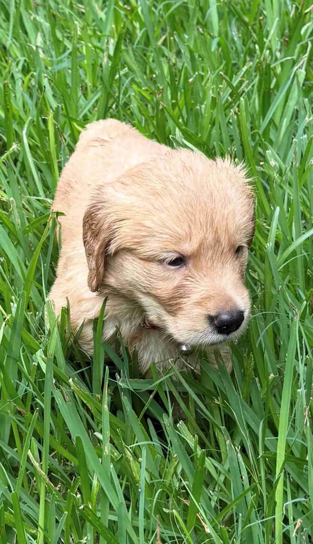 Golden Retriever Puppies media 5