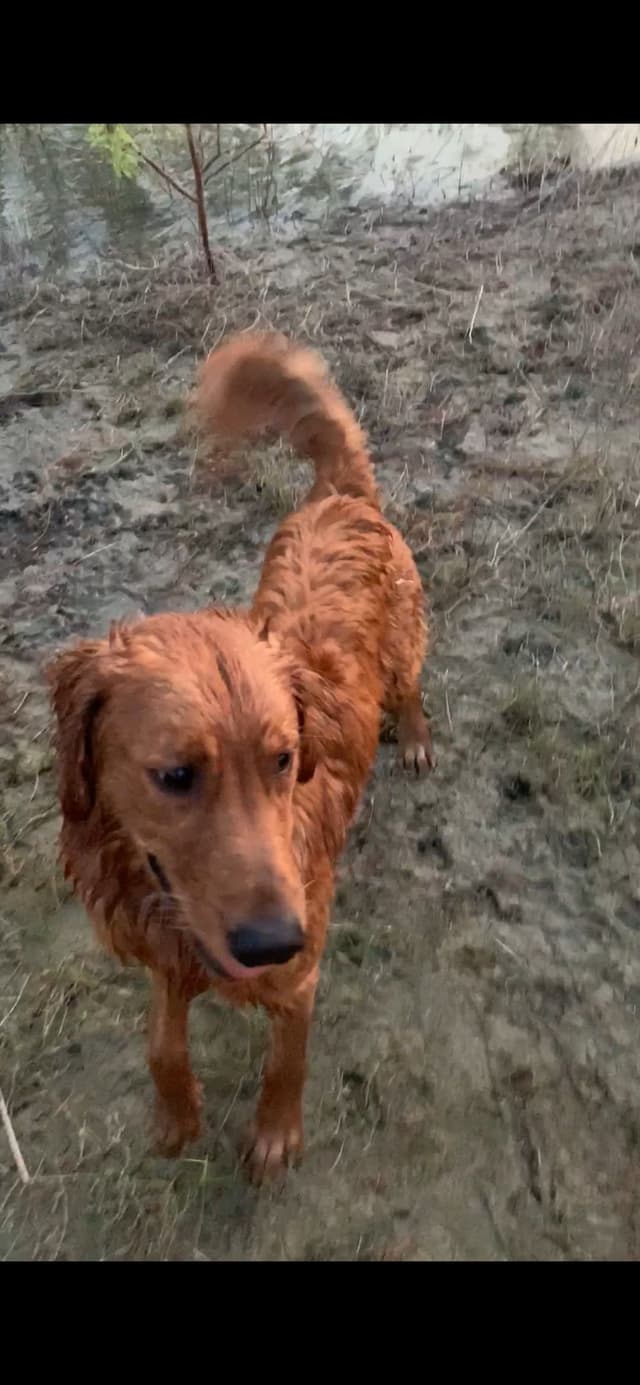 Golden Retriever Puppies media 7