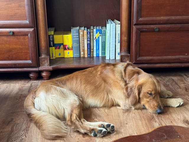 Golden Retriever Puppies media 8