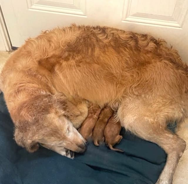 Golden Retriever Puppies media 12