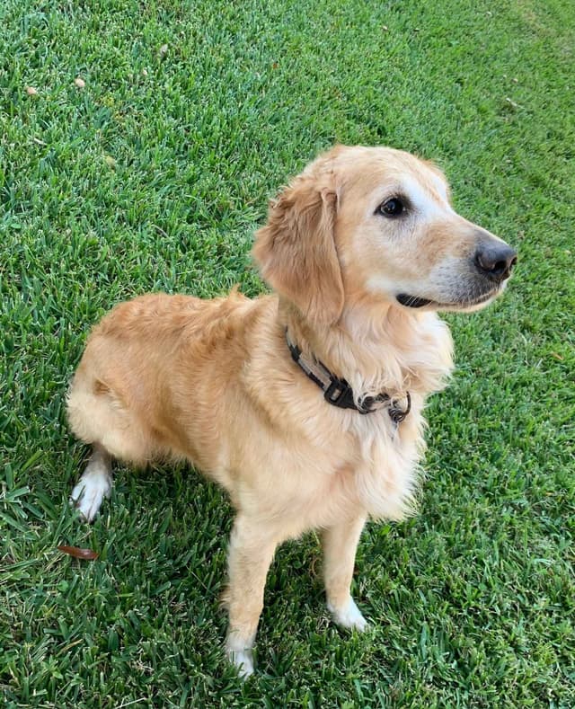Golden Retriever Puppies media 13