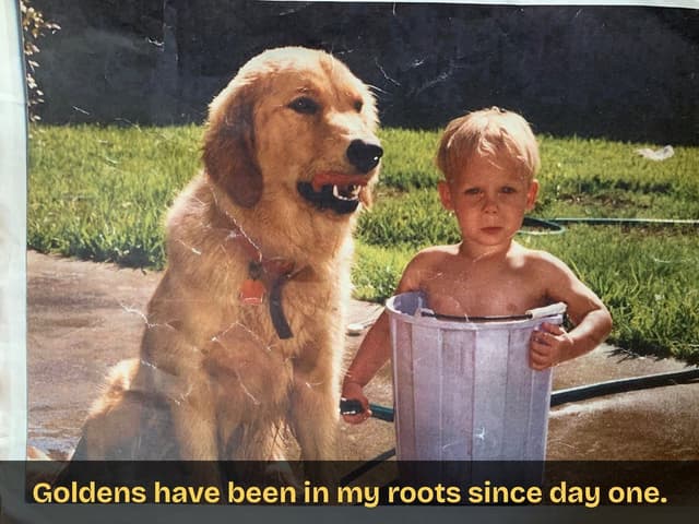 Golden Retriever Puppies media 15