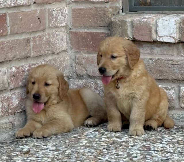 Golden Retriever Puppies media 17
