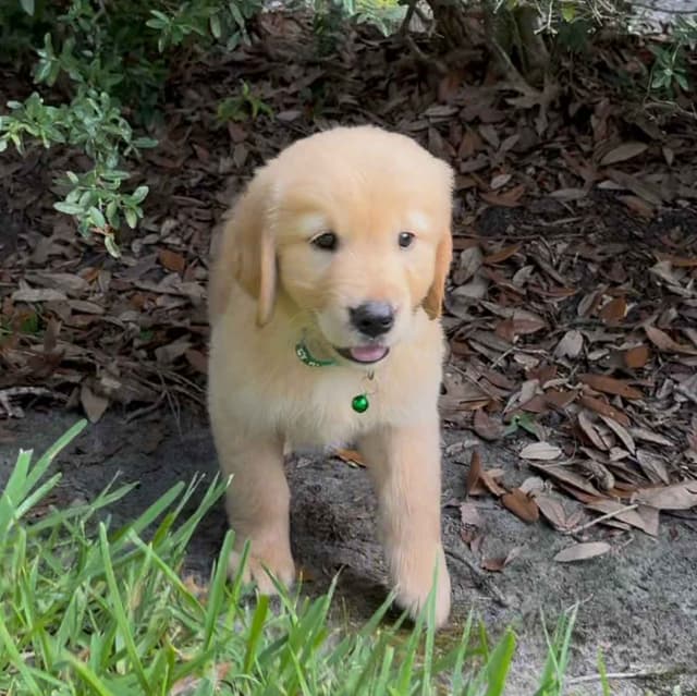 Golden Retriever Puppies media 18