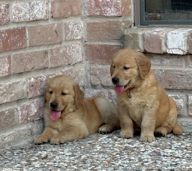Golden Retriever Puppies media 19