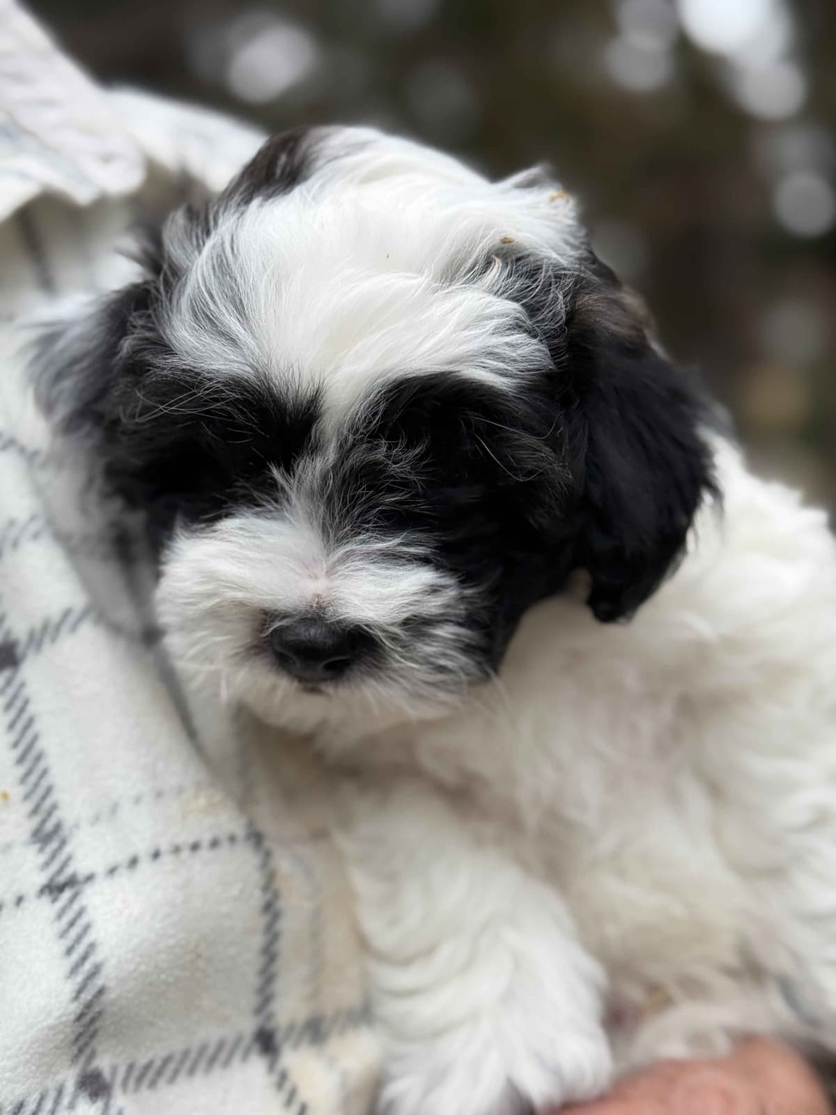 Coton de Tulear Puppy breeder image 1