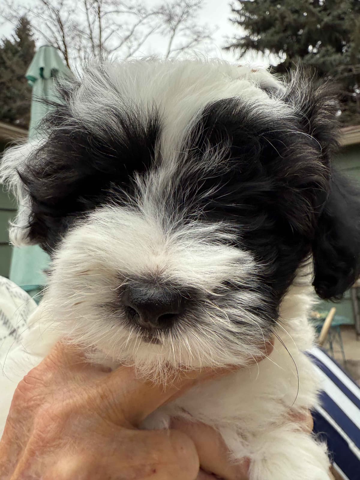 Coton de Tulear Puppy breeder image 3