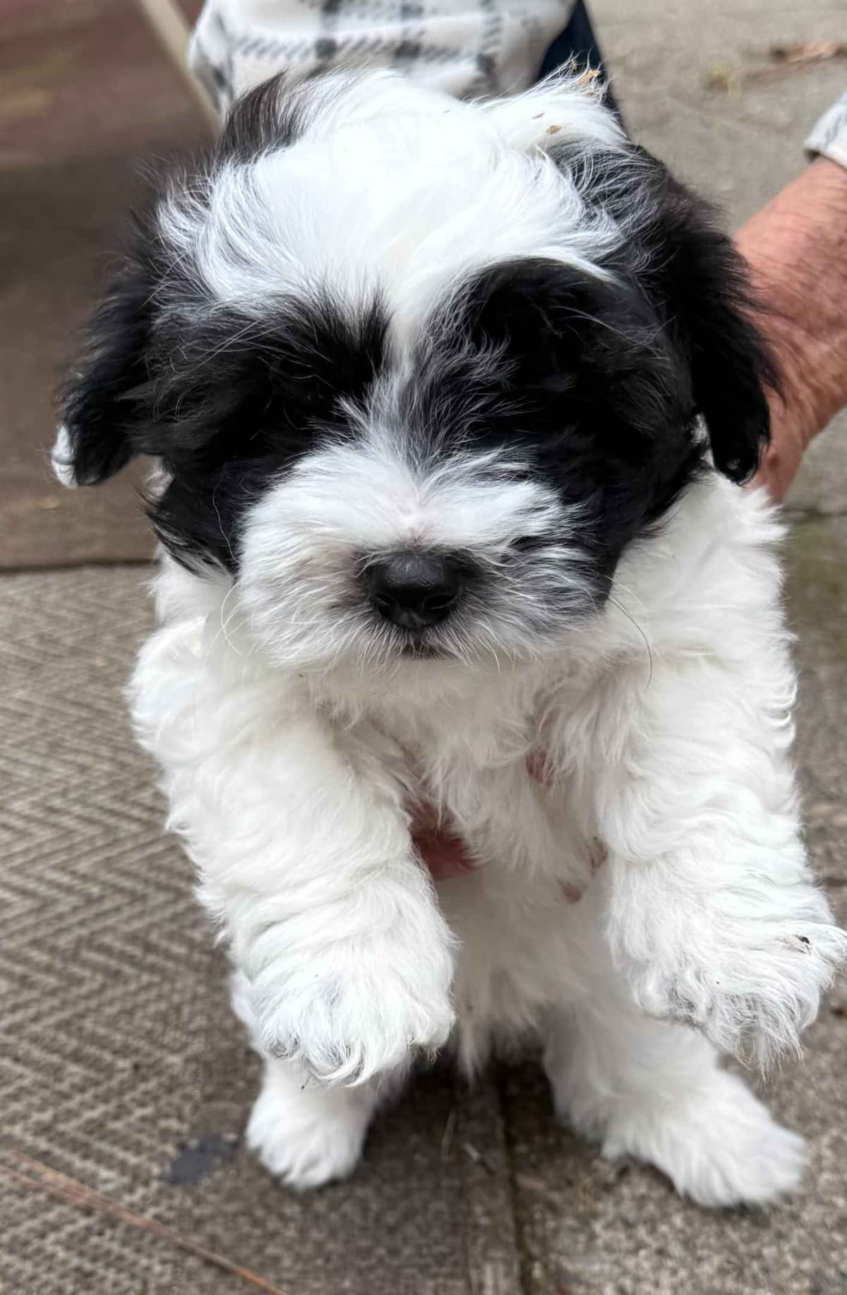 Coton de Tulear Puppy breeder image 5