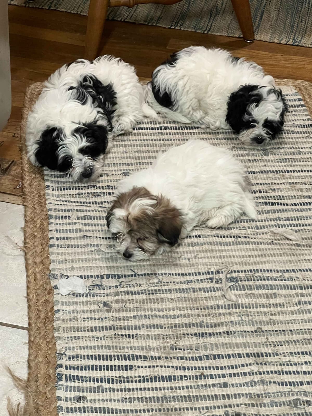 Coton de Tulear Puppy breeder image 6