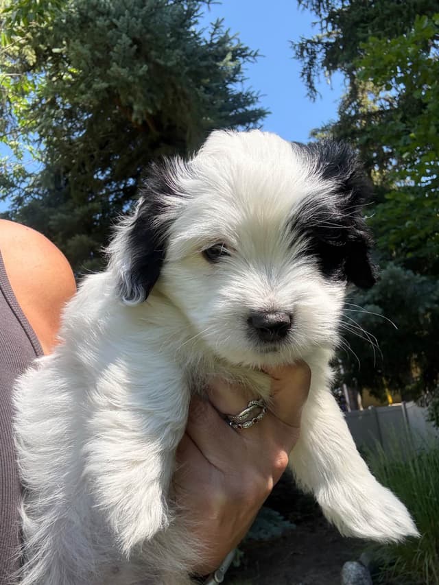 Coton de Tulear Puppy media 2