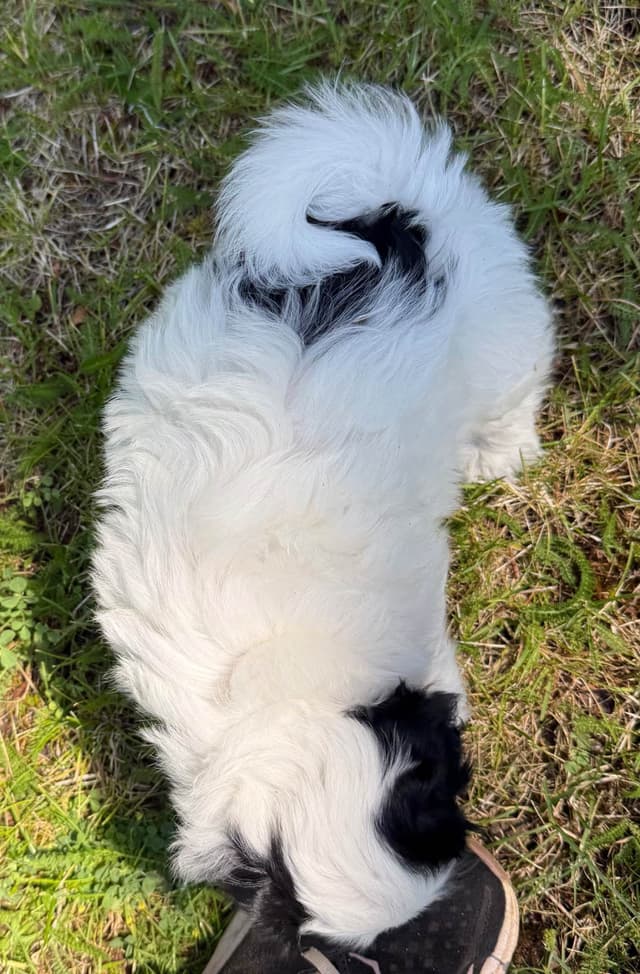 Coton de Tulear Puppy media 3