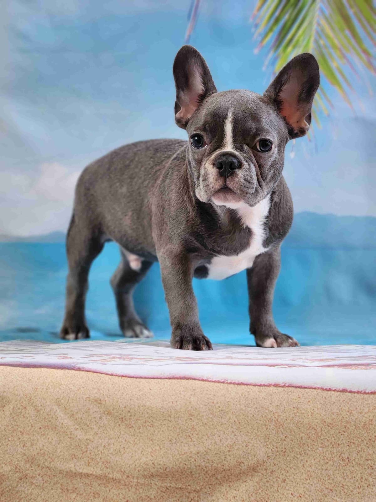 Lacey Love x Prince Archie's Available Biewer Terrier Puppies breeder image 8