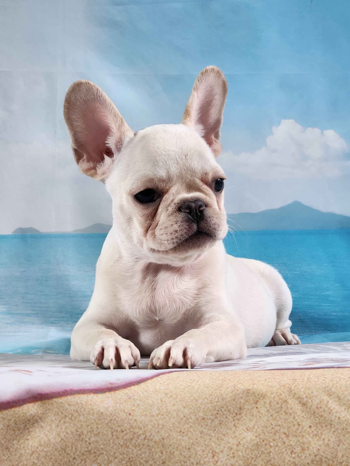 Lacey Love x Prince Archie's Available Biewer Terrier Puppies breeder image 10
