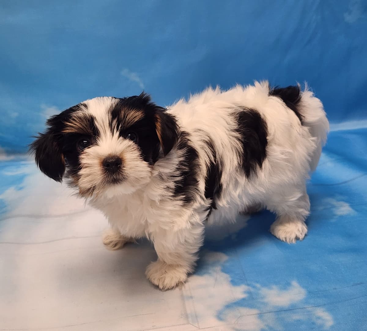Lacey Love x Prince Archie's Available Biewer Terrier Puppies breeder image 13