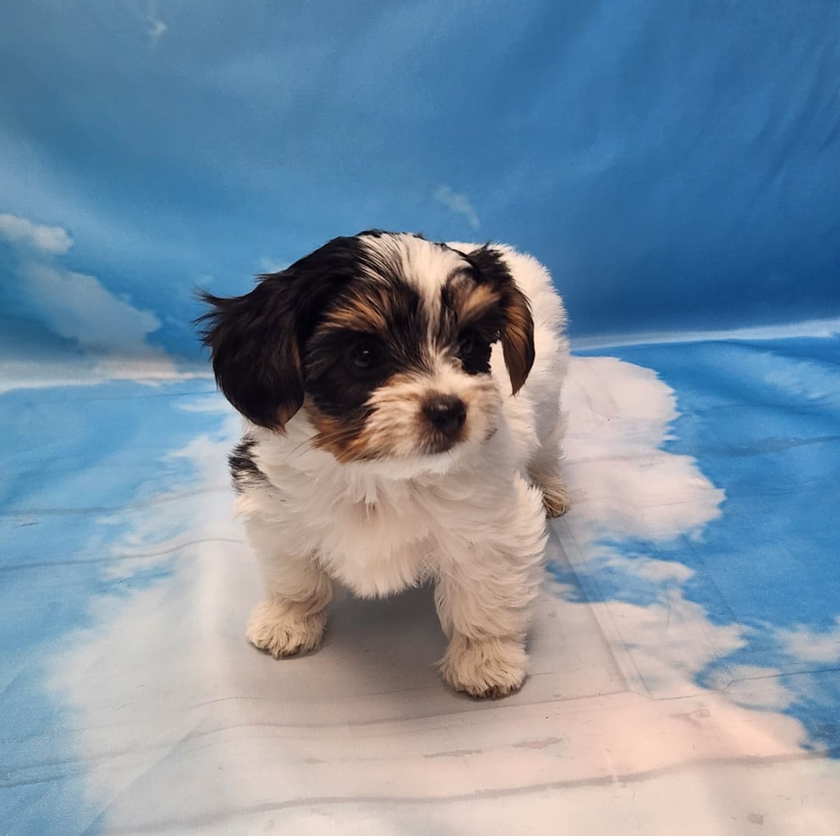 Lacey Love x Prince Archie's Available Biewer Terrier Puppies breeder image 15